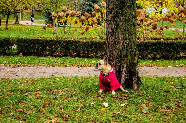 Comprendre et Maximiser Votre Bien-Être Grâce à la Naturopathie : Guide Complet